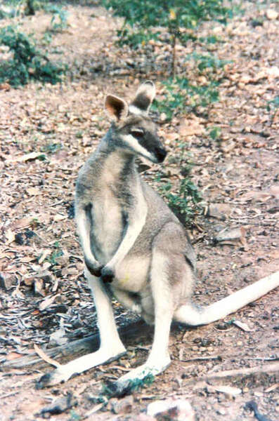 Imagem de Macropus parryi Bennett 1834