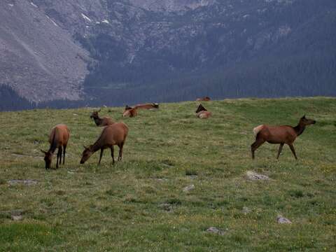 Image of Red Deer