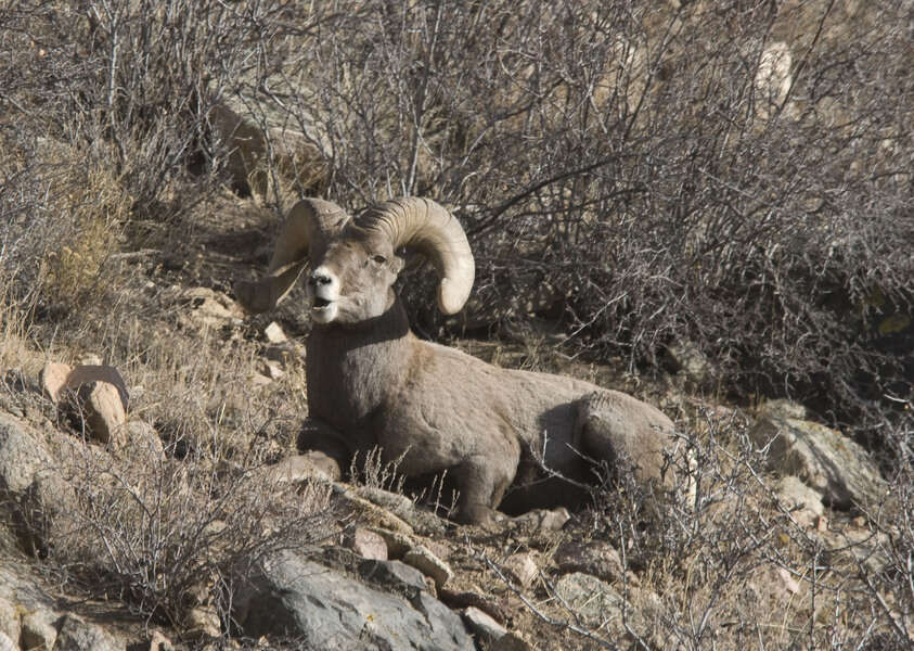 Image of bighorn sheep