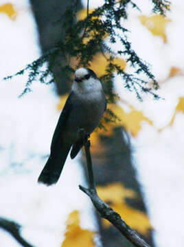 Image of Boreal Jays