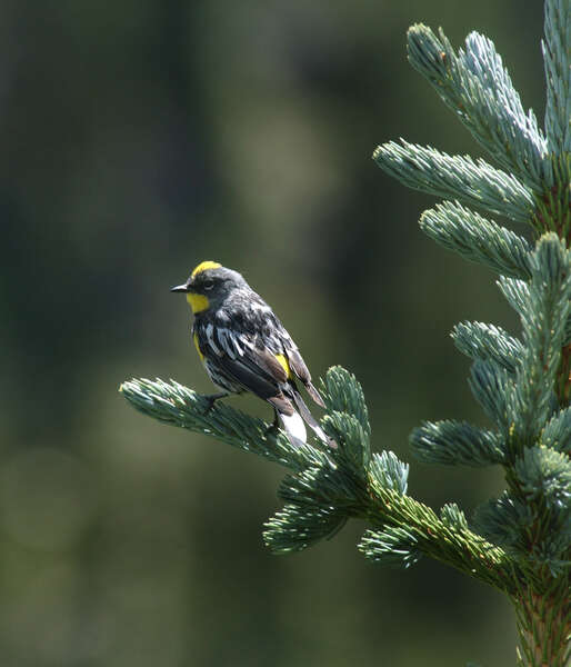 Image of Dendroica coronata