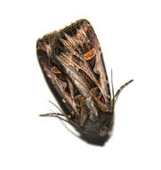 Image of Dingy Cutworm Moth