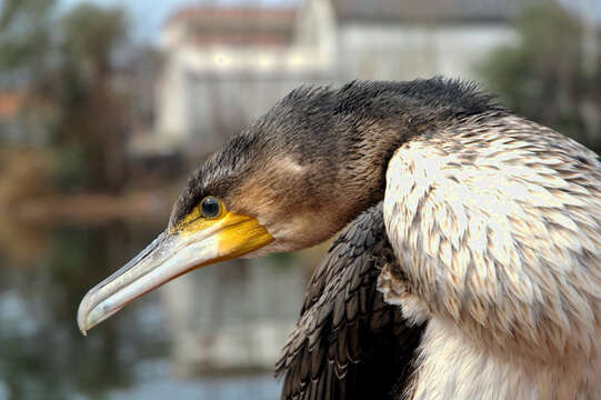 Imagem de Phalacrocorax carbo (Linnaeus 1758)