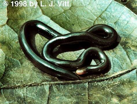 Plancia ëd Typhlophis Fitzinger 1843