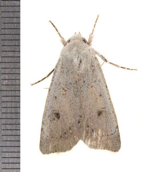 Image of Old Man Dart; Muted Dart (ssp. mutata); Spotted-legged Cutworm