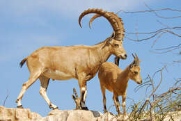 Image of Nubian Ibex