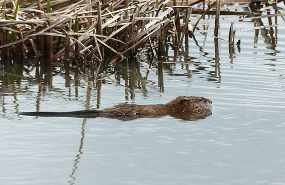 Image of muskrat