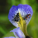 Image of Flower chafer