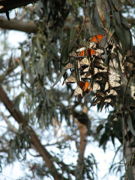 Imagem de Danaus (Anosia) plexippus Linnaeus 1758