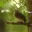 Carpodacus purpureus的圖片