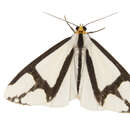 Image of The Neighbor Moth