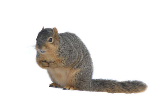 Image of Eastern Fox Squirrel
