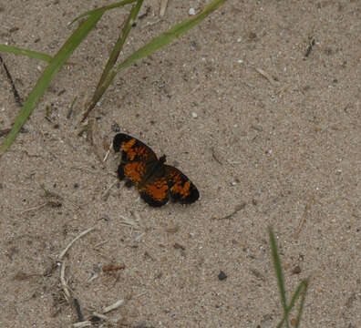 Image of Phyciodes tharos