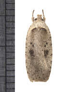 Image of Agonopterix canadensis Busck 1902