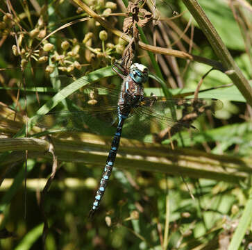 Image of Canada Darner