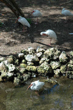 Image of American White Ibis