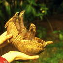 Image of Southern Three-banded Armadillo