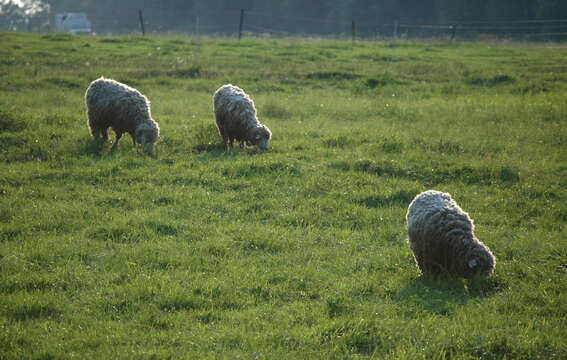 Image of Domestic Sheep