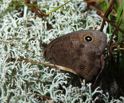 صورة Cercyonis