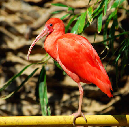 Image of Scarlet Ibis