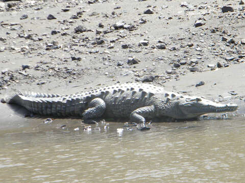 Imagem de Crocodylus acutus (Cuvier 1807)