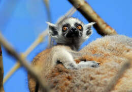 Image of Ring-tailed Lemurs