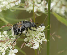 Image of Flower chafer