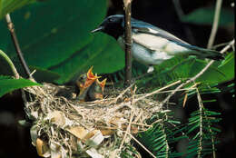 Image of Dendroica caerulescens