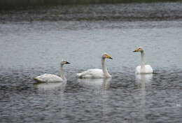 Image of Whooper Swan