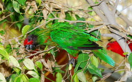 Image of Bronze, Cardinal and Dusky Lories