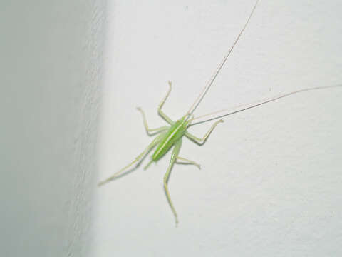 Image of Drumming Katydid