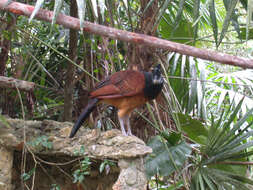 Image of Great Curassow