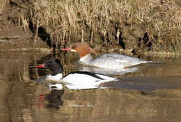 Image of Common Merganser