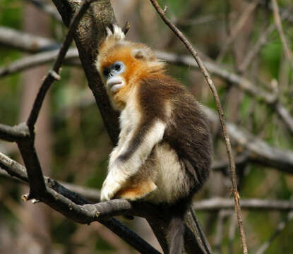 Image of Snub-nosed Monkeys