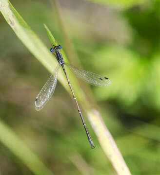 Image of Slender Spreadwing