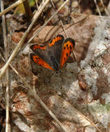 Image of Lycaena