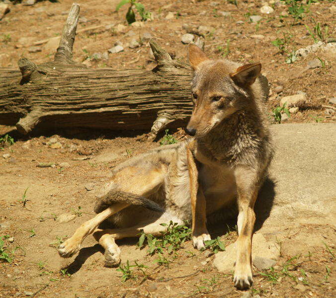 Imagem de Lobo-vermelho