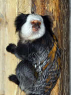 Image of Marmoset