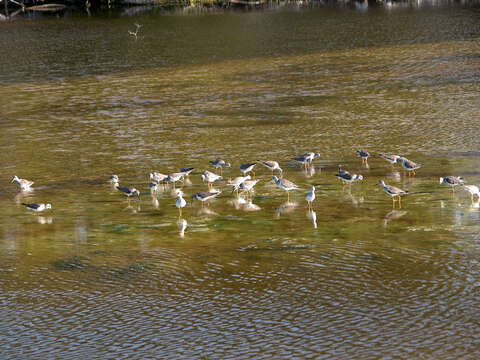 Image of Greater Yellowlegs