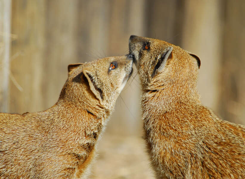 Image of Yellow Mongoose