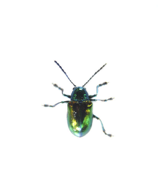 Chrysochus resmi