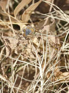 Image of Pygmy Blues