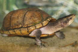 Image of mud turtles