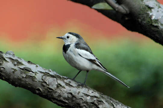 Image of Pied Wagtail and White Wagtail