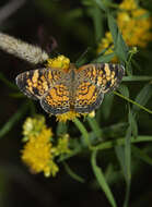 Image de Phyciodes