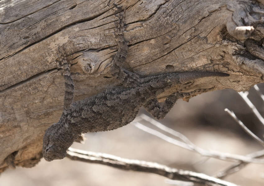 Image of Clark's spiny lizard
