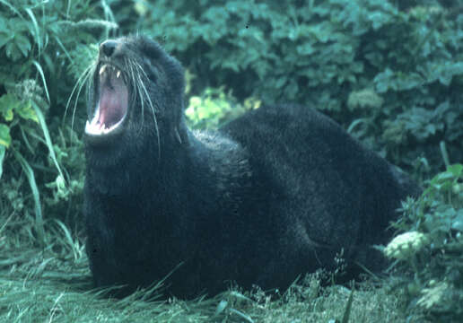 Image of fur seal