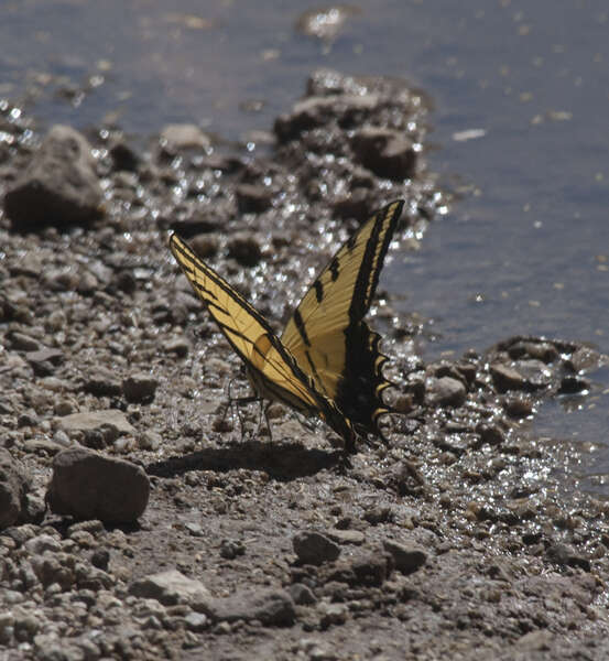 Sivun Papilio multicaudata Kirby 1884 kuva