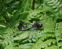 Image of Crimson-ringed Whiteface