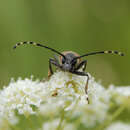 Sivun Leptura plebeja Randall 1838 kuva